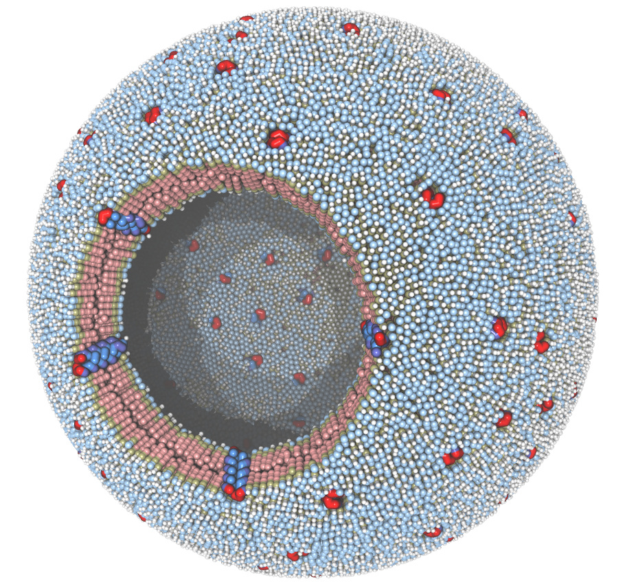 CG vesicle